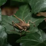 Hvordan kan jeg bruge min kugledyne til at forbedre min søvn?